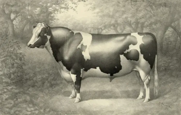Framed Print : Cow. Date c1884 Sept. 18 Framed Print : Cow. Date c1884 Sept. 18