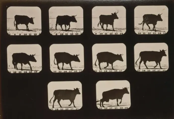 Framed Print : Cow, irregular Framed Print : Cow, irregular