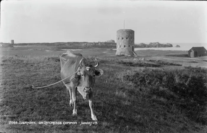 Framed Print : Cow on L'Ancresse Common Framed Print : Cow on L'Ancresse Common