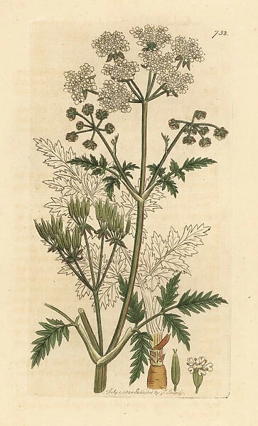 Cow parsley, Anthriscus sylvestris