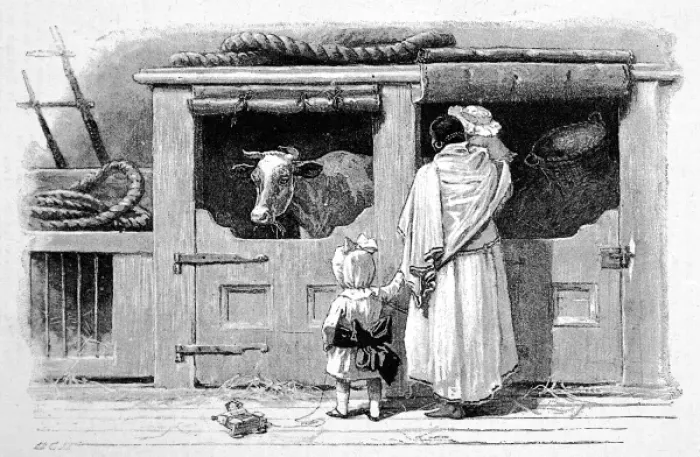 Framed Print : Cow on a P&O steamer, 1890 Framed Print : Cow on a P&O steamer, 1890