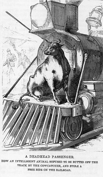 Cow riding on a train