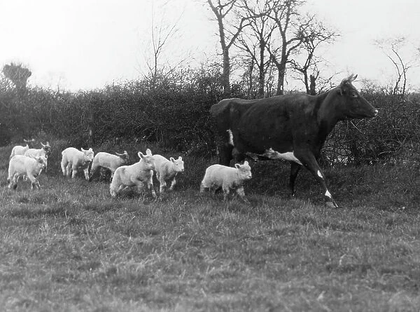Cow Suckling Lambs Animals Mixed 1930s Coming