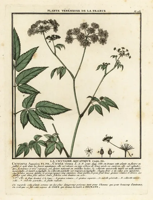 Framed Print : Cowbane, Cicuta virosa Framed Print : Cowbane, Cicuta virosa