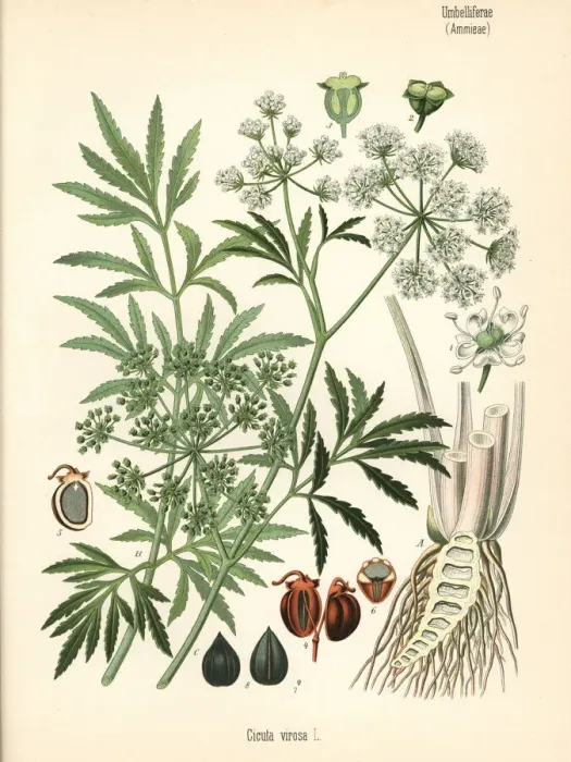 Framed Print : Cowbane or northern water hemlock, Cicuta virosa Framed Print : Cowbane or northern water hemlock, Cicuta virosa