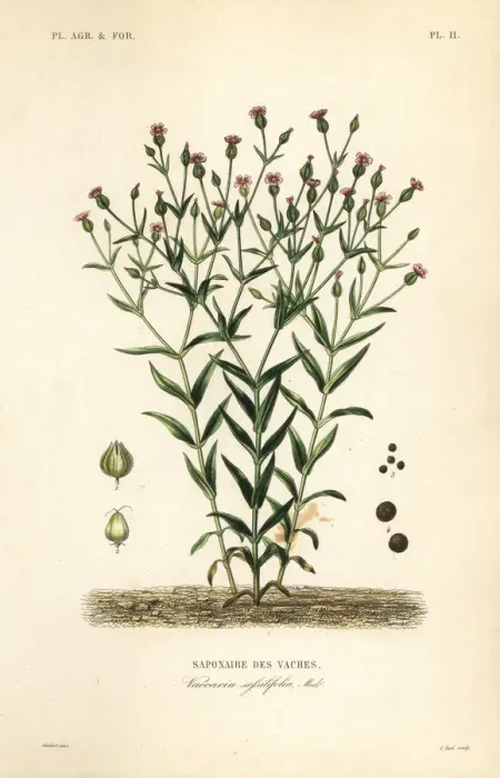 Framed Print : Cowherb, Vaccaria hispanica, Vaccaria sessilifolia Framed Print : Cowherb, Vaccaria hispanica, Vaccaria sessilifolia