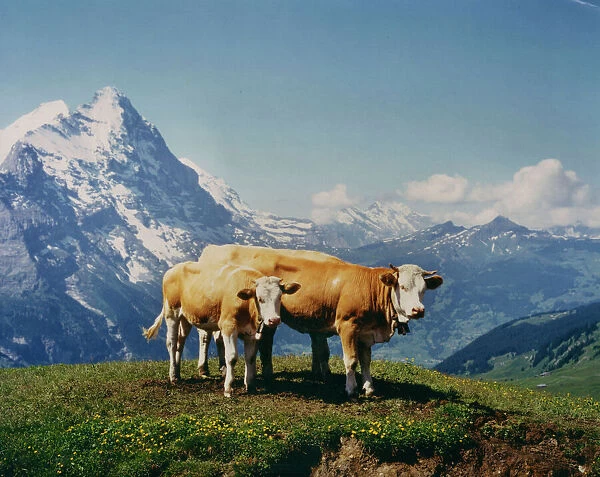 Two cows with bells round their necks in Alpine scenery