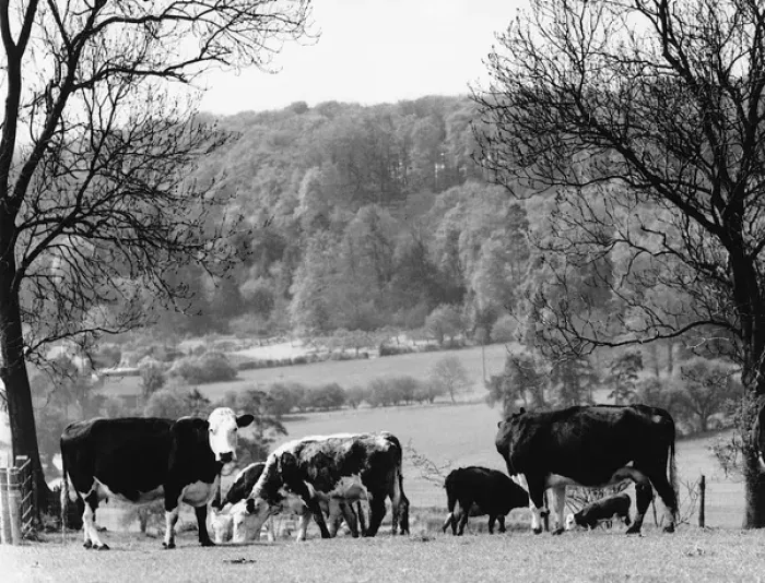 Framed Print : Cows - Bix Bottom nr Henley on Thames, Oxfordshire Framed Print : Cows - Bix Bottom nr Henley on Thames, Oxfordshire