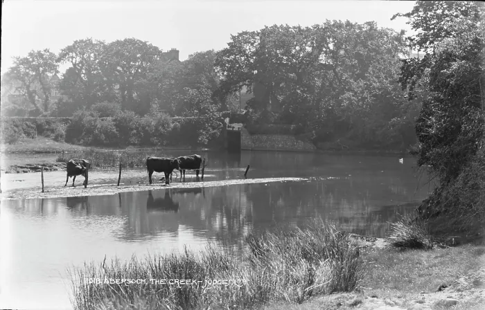 Framed Print : Cows by the Creek Framed Print : Cows by the Creek