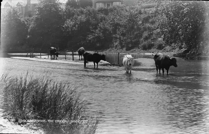 Framed Print : Cows in the Creek