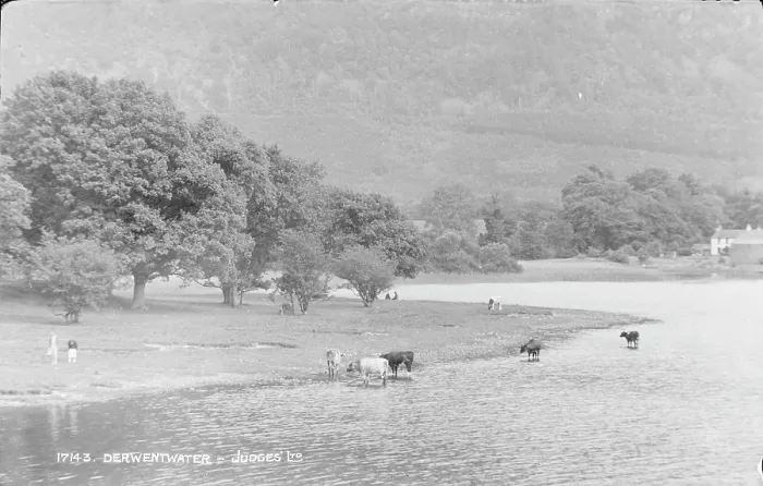 Framed Print : Cows by Derwentwater Framed Print : Cows by Derwentwater