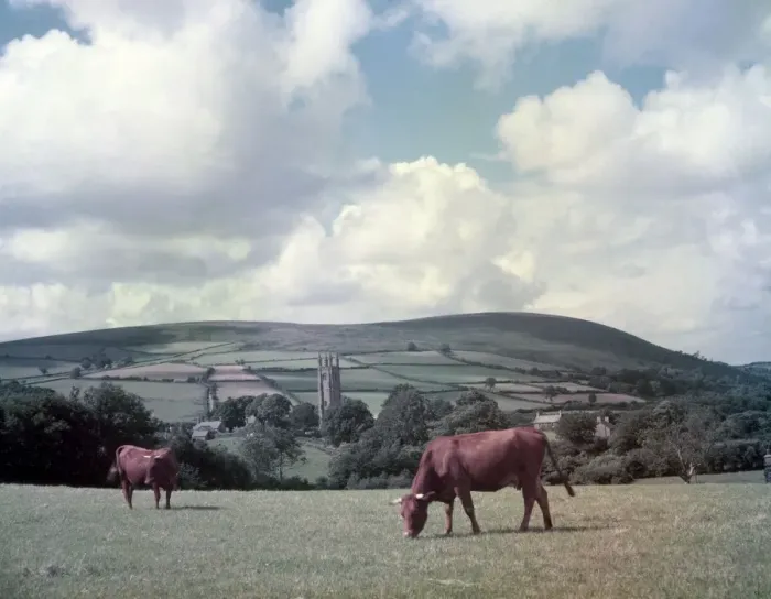 Framed Print : Cows in a field, Widecombe-in-the-Moor, Devon
