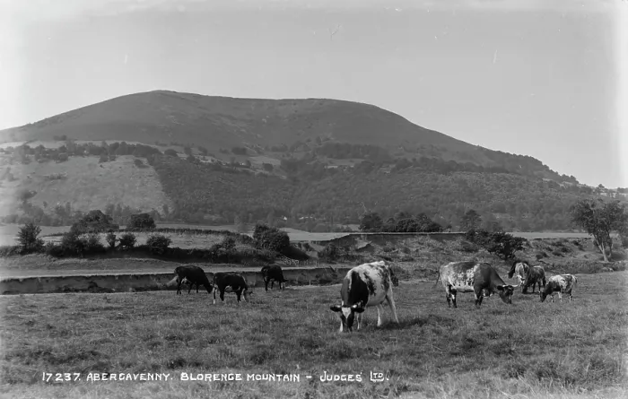Framed Print : Cows Grazing at Blorenge Mountain