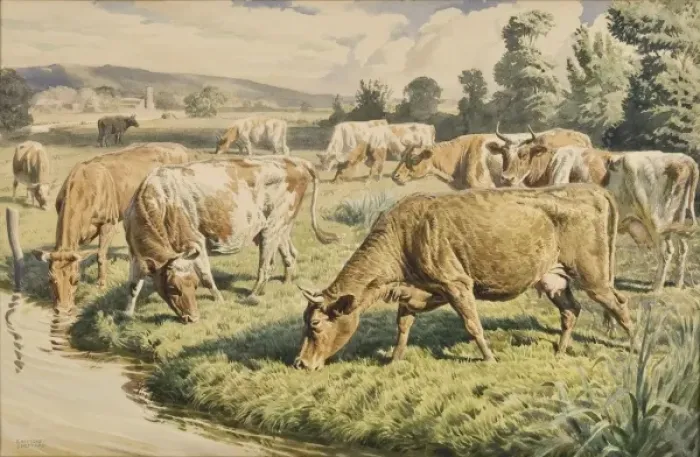 Framed Print : Cows grazing near a stream Framed Print : Cows grazing near a stream