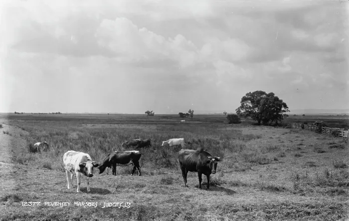 Framed Print : Cows Grazing in Pevensey Marshes Framed Print : Cows Grazing in Pevensey Marshes
