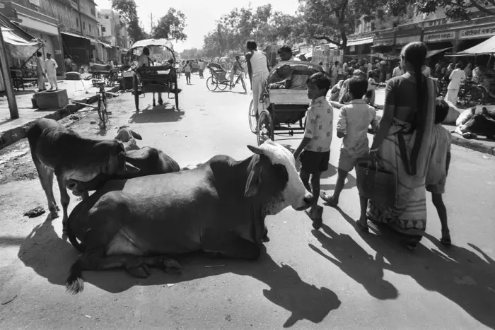 Framed Print : Cows in Jaipur street, India Framed Print : Cows in Jaipur street, India