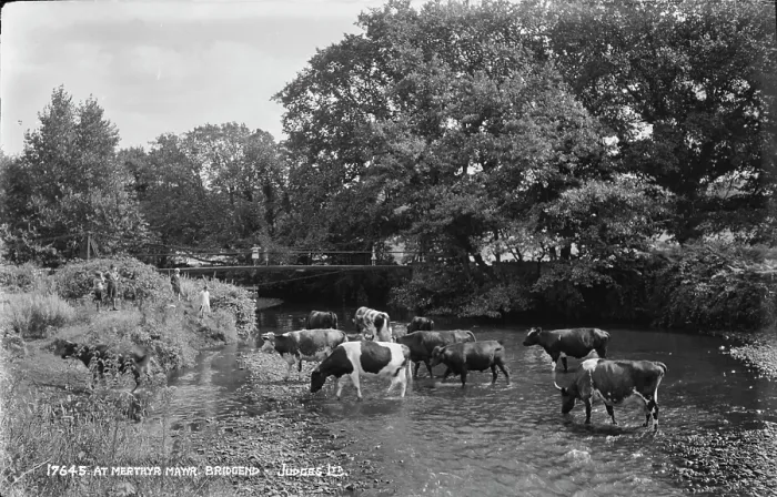 Framed Print : Cows at Merthyr Mayr, Bridgend Framed Print : Cows at Merthyr Mayr, Bridgend
