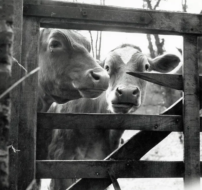 Framed Print : Cows peering through a gap in a gate Framed Print : Cows peering through a gap in a gate