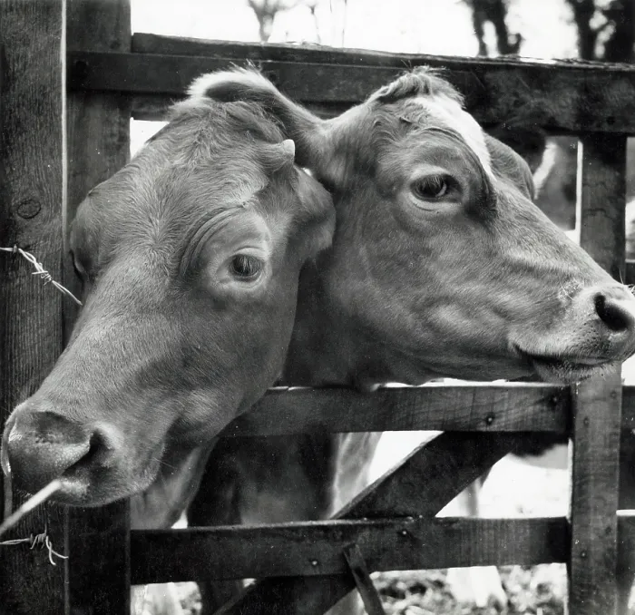 Framed Print : Cows peering through a gap in a gate Framed Print : Cows peering through a gap in a gate