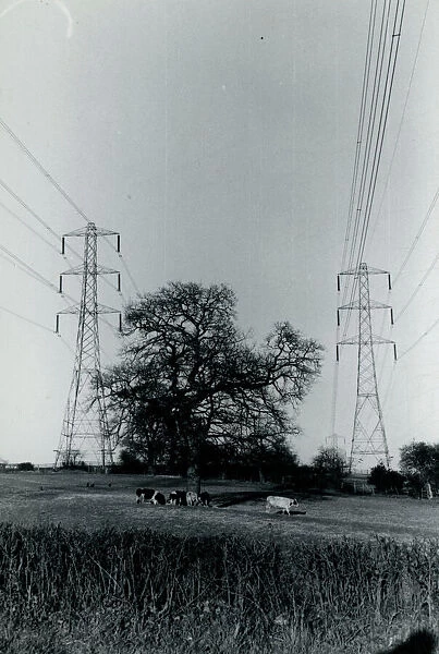 Cows and Pylons, York Area, Yorkshire