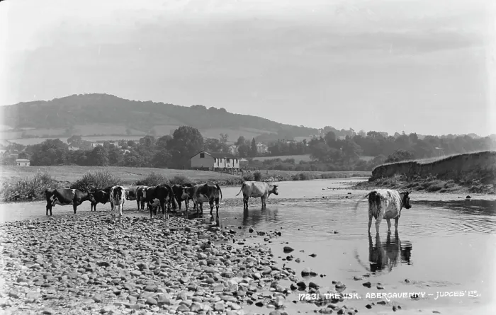 Framed Print : Cows by the River Usk Framed Print : Cows by the River Usk