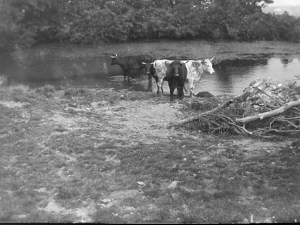 Cows at St Nons pond, St Davids, Pembrokeshire, South Wale