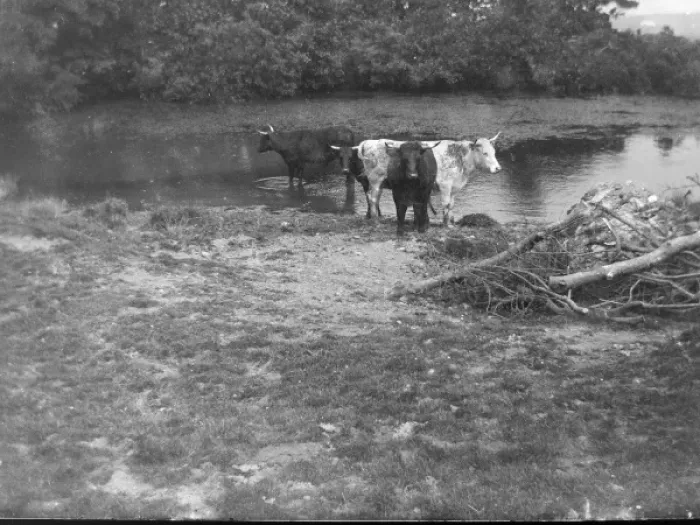 Framed Print : Cows at St Nons pond, St Davids, Pembrokeshire, South Wale Framed Print : Cows at St Nons pond, St Davids, Pembrokeshire, South Wale
