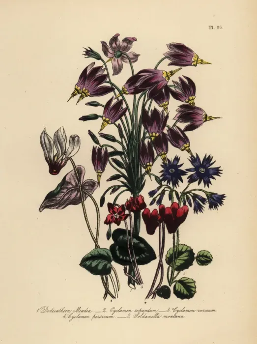 Framed Print : Cowslip, cyclamen and soldanella species Framed Print : Cowslip, cyclamen and soldanella species