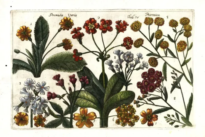 Framed Print : Cowslip and pellitory Framed Print : Cowslip and pellitory