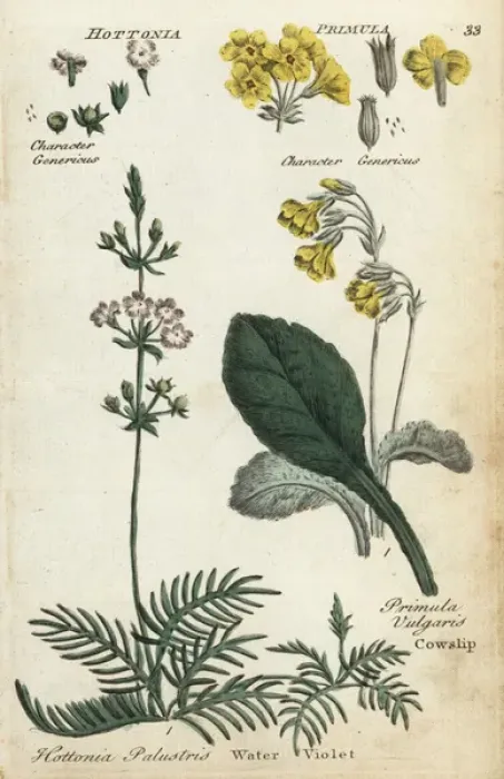 Framed Print : Cowslip or primrose and water violet
