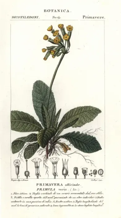 Framed Print : Cowslip, Primula veris Framed Print : Cowslip, Primula veris