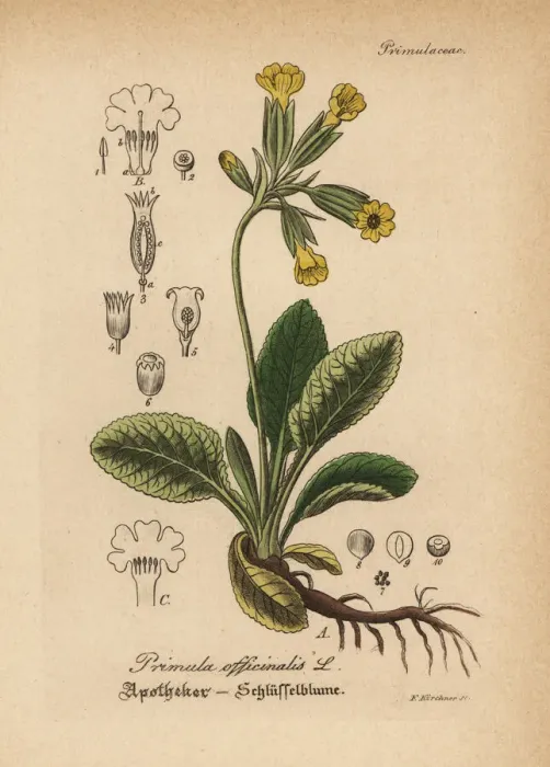 Framed Print : Cowslip, Primula veris Framed Print : Cowslip, Primula veris