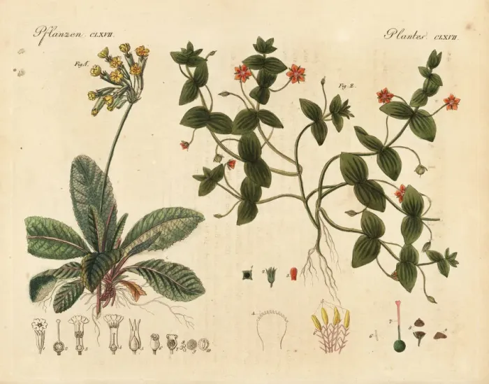 Framed Print : Cowslip, Primula veris, and scarlet pimpernel Framed Print : Cowslip, Primula veris, and scarlet pimpernel