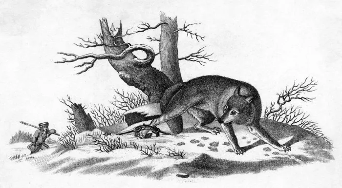 Framed Print : COYOTE. The Prairie Wolf - with one leg caught in a trap Date: circa 1820 Framed Print : COYOTE. The Prairie Wolf - with one leg caught in a trap Date: circa 1820
