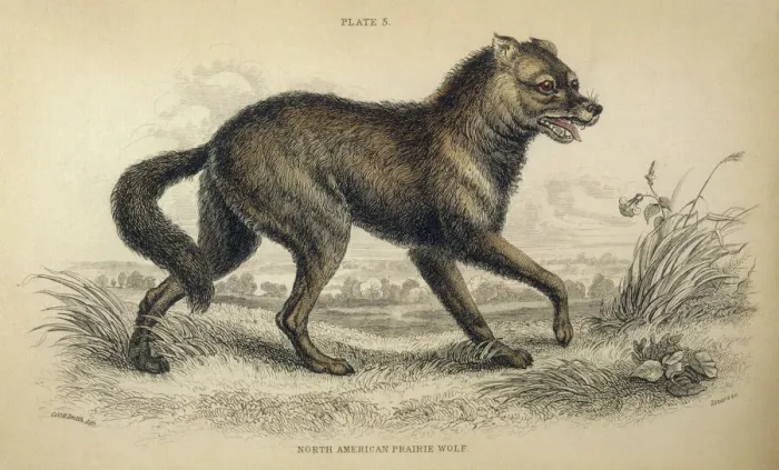 Framed Print : Coyote, American jackal or prairie wolf (Canis latrans) Framed Print : Coyote, American jackal or prairie wolf (Canis latrans)