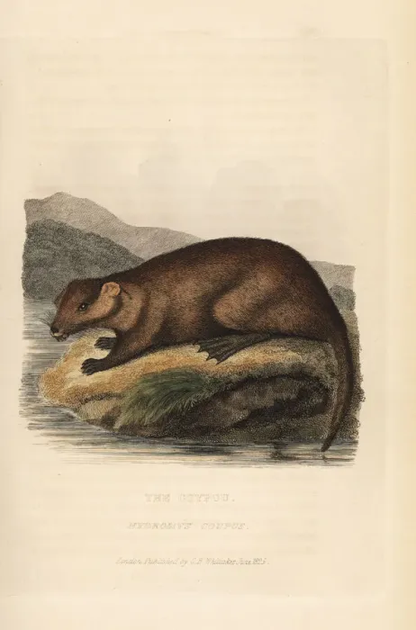 Framed Print : Coypu, Myocastor coypu Framed Print : Coypu, Myocastor coypu