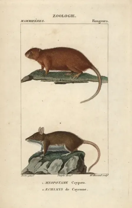 Framed Print : Coypu or river rat, Myocastor coypus, and Cayenne Framed Print : Coypu or river rat, Myocastor coypus, and Cayenne