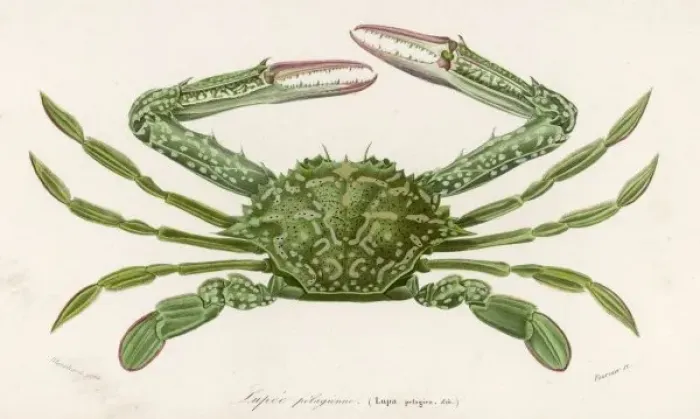 Framed Print : CRAB 1849. Lupa pelagica Framed Print : CRAB 1849. Lupa pelagica