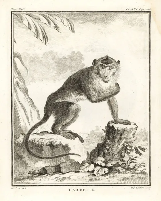 Framed Print : Crab-eating macaque or egret, Macaca fascicularis Framed Print : Crab-eating macaque or egret, Macaca fascicularis