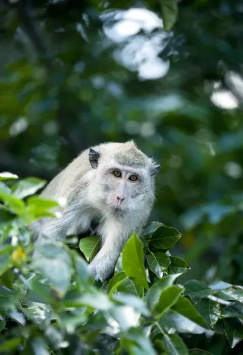 Framed Print : Crab-eating macaque Long-tailed macaque Framed Print : Crab-eating macaque Long-tailed macaque