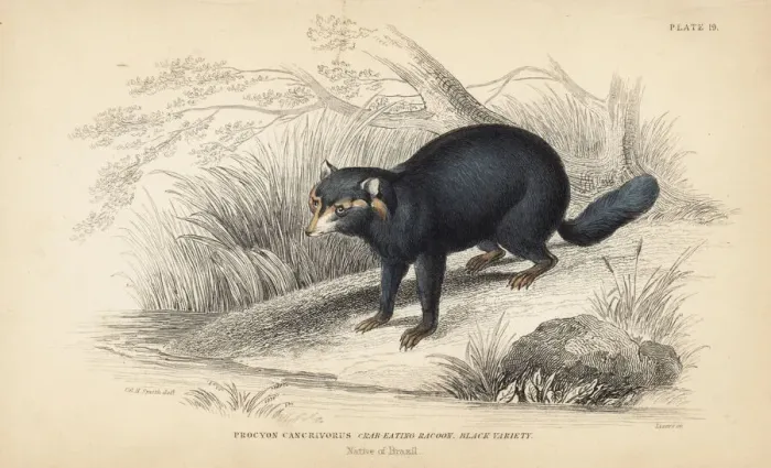 Framed Print : Crab-eating raccoon, Procyon cancrivorus. Black variety Framed Print : Crab-eating raccoon, Procyon cancrivorus. Black variety