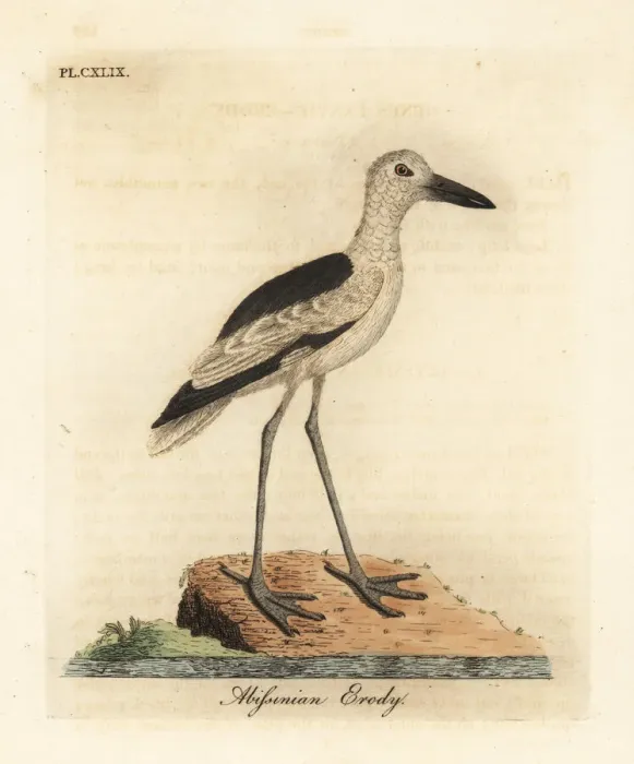 Framed Print : Crab plover, Dromas ardeola Framed Print : Crab plover, Dromas ardeola