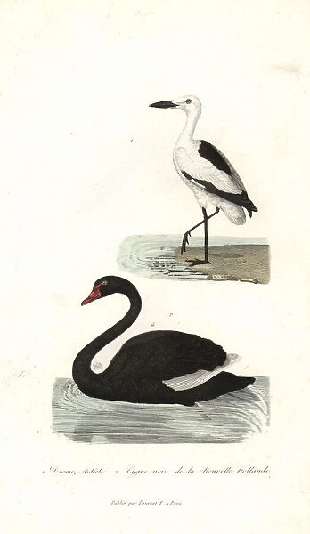 Crab plover, Dromas ardeola, and black swan, Cygnus atratus