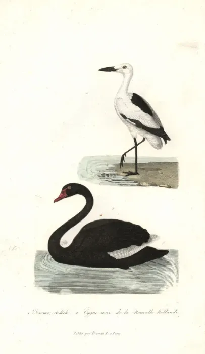 Framed Print : Crab plover, Dromas ardeola, and black swan, Cygnus atratus Framed Print : Crab plover, Dromas ardeola, and black swan, Cygnus atratus