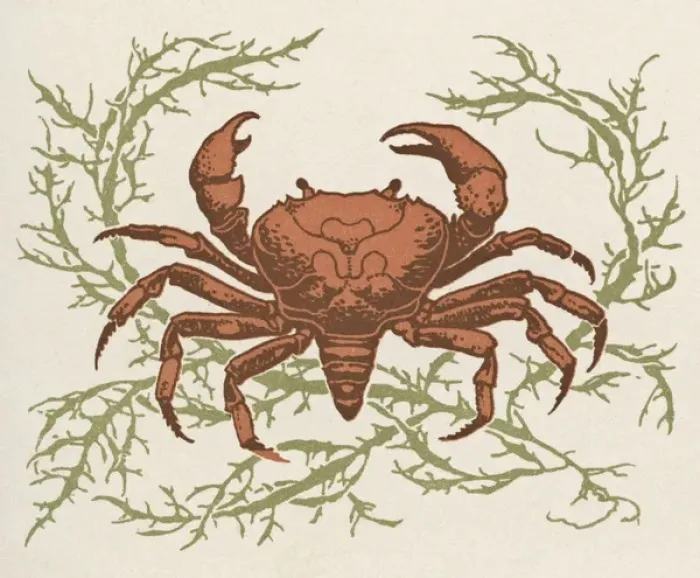 Framed Print : Crab and seaweed Framed Print : Crab and seaweed