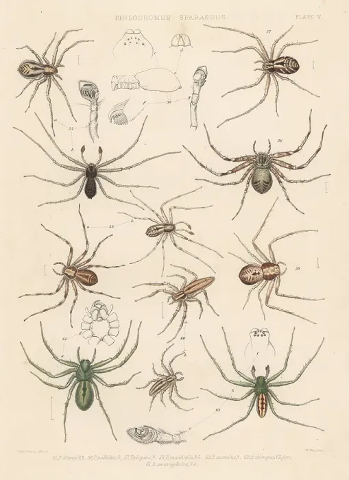 Framed Print : Crab spiders and green huntsman Framed Print : Crab spiders and green huntsman