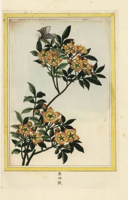 Framed Print : Crabapple, Malus species? Framed Print : Crabapple, Malus species?