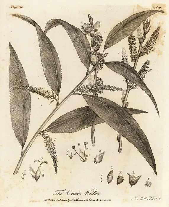 Framed Print : Crack willow or brittle willow, Salix fragilis Framed Print : Crack willow or brittle willow, Salix fragilis