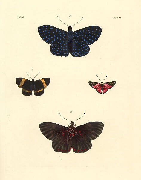 Cracker butterfly, Hamadryas arethusa, Panara