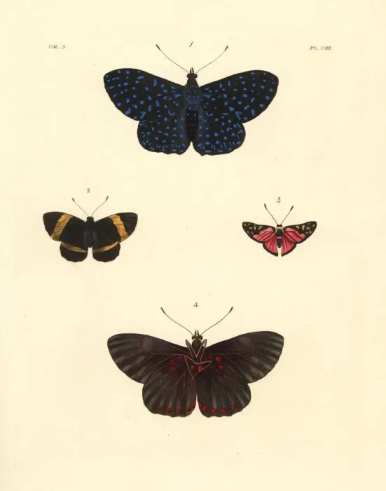 Framed Print : Cracker butterfly, Hamadryas arethusa, Panara Framed Print : Cracker butterfly, Hamadryas arethusa, Panara